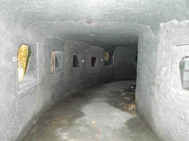 Underground Forest - Summer 2013 From Ron Gross